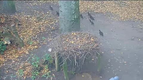 Duck sprint 🤣 Marathon 😂🦆🦆🦆🦆🦆