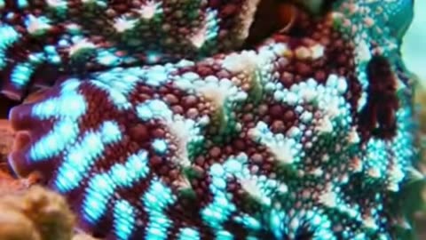 🐙🌊 This Octopus Life Moment Feels Like Another World 👀✨
