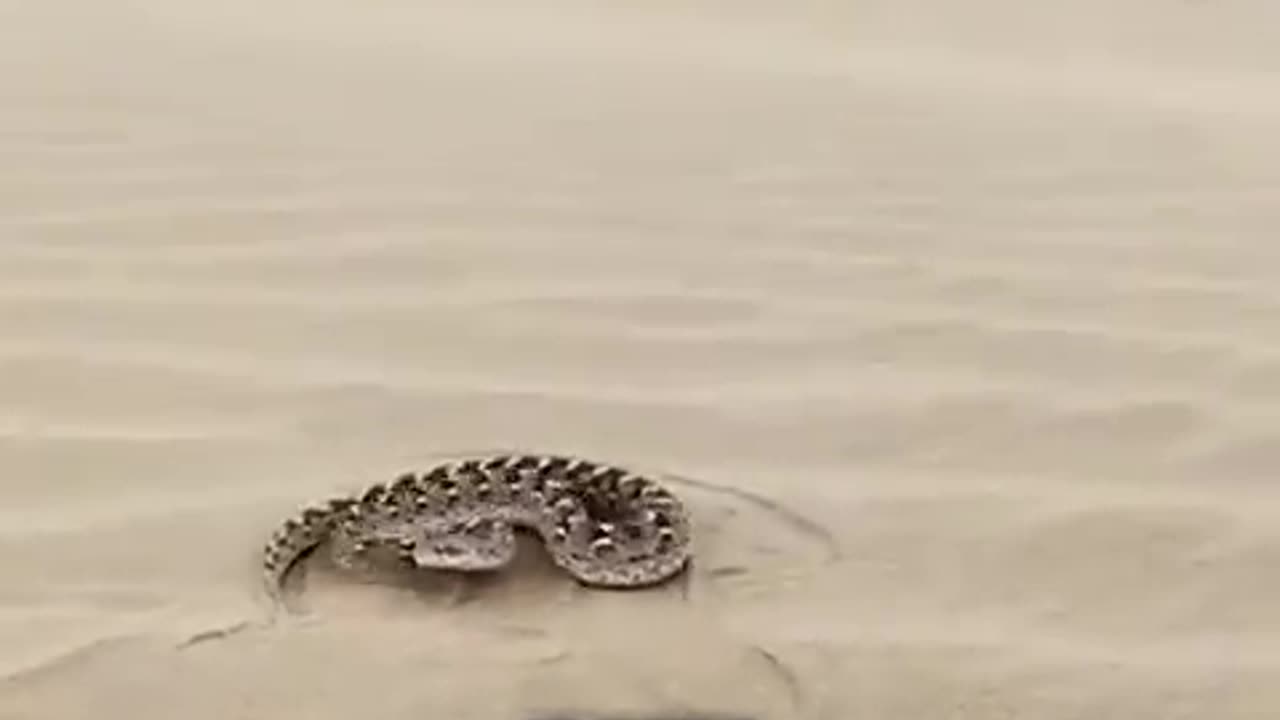 Funny animals