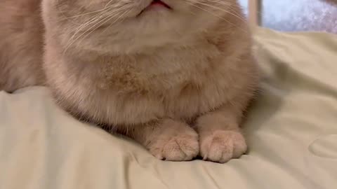 Tickle a cat