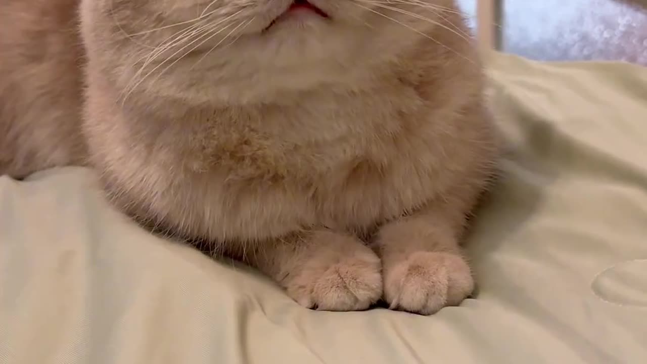 Tickle a cat