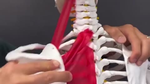 🤯‍⚕️ Relieve Shoulder Blade Pain In Minutes | FeedMyCuriosity