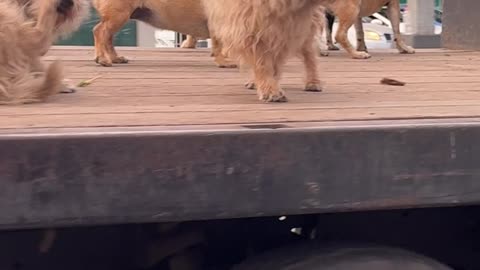 Pack Of Puppies On Truck Bed Patrol