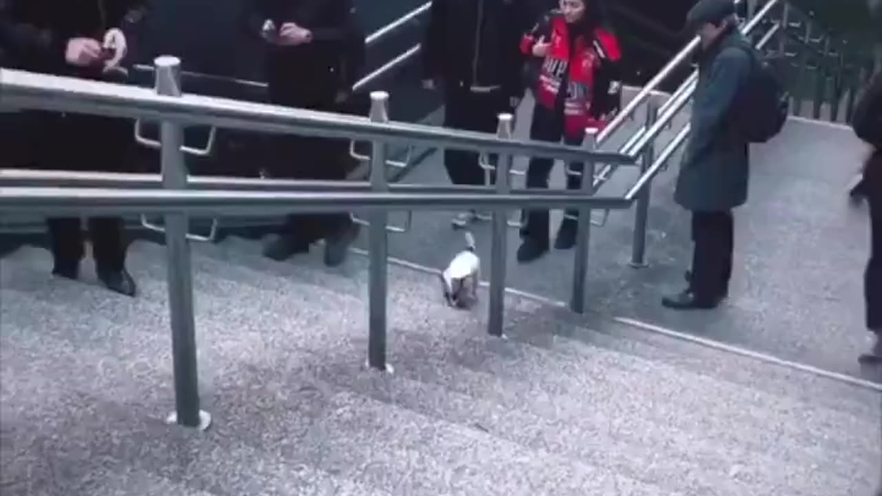 Dog having his own fun.. 😊