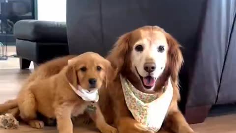 Puppy Love