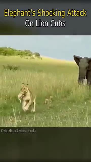 Elephant's Shocking Attack on Lion Cubs #Wildlife #Elephant #LionCubs