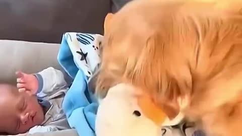 Try not to get emotional dogs with children #1