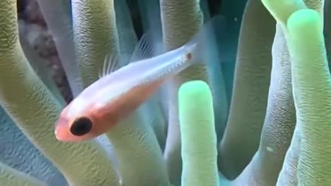 🤯✨ Discover How IVF Is Saving Coral Reefs! | FeedMyCuriosity
