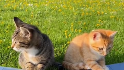 Kittens are working on laptops