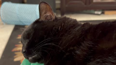 Cute Precious Piper is Getting Her Beauty Sleep - My Adopted Shelter Cat Vlog