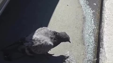 Reaction to Birds getting high in San Francisco