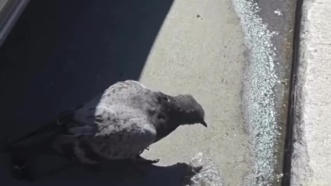 Reaction to Birds getting high in San Francisco