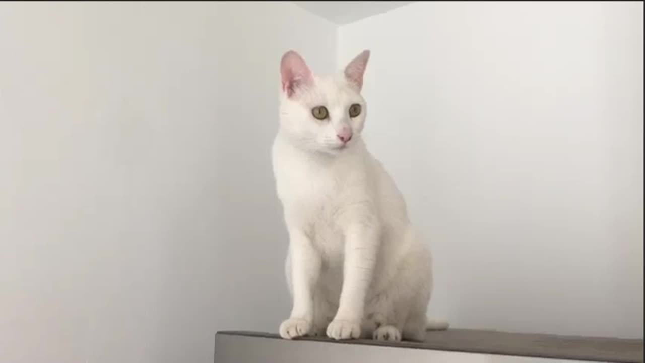 Cats can make more than 100 vocalizations