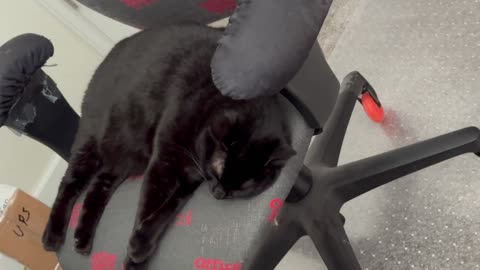 Cute Precious Piper Does Her Leg Extensions - My Adopted Shelter Cat Vlog