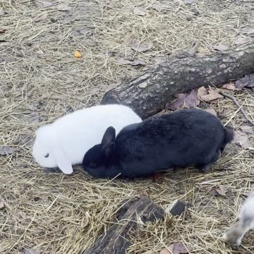 Morning Walk with My Bunny 🌤️ (Relaxing Rabbit POV)