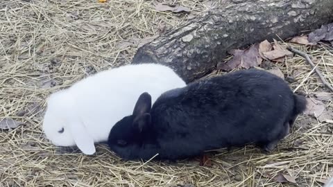 Morning Walk with My Bunny 🌤️ (Relaxing Rabbit POV)