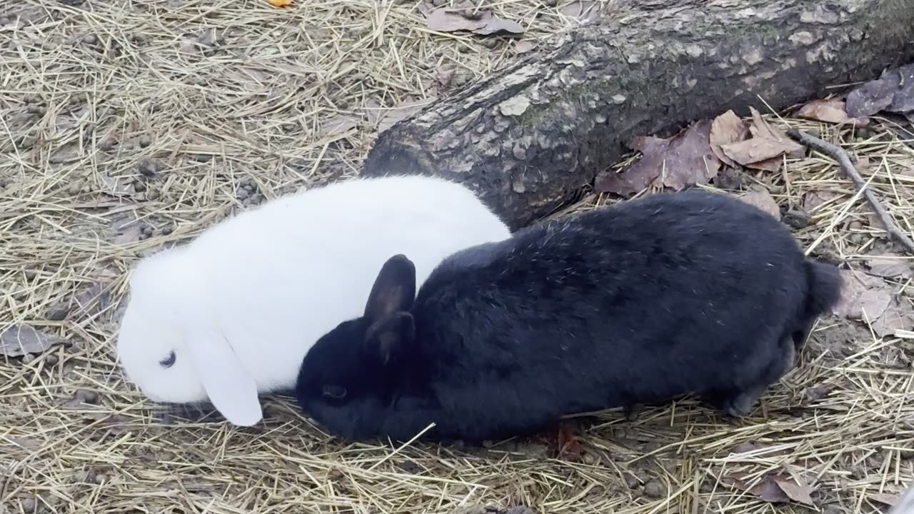 Morning Walk with My Bunny 🌤️ (Relaxing Rabbit POV)