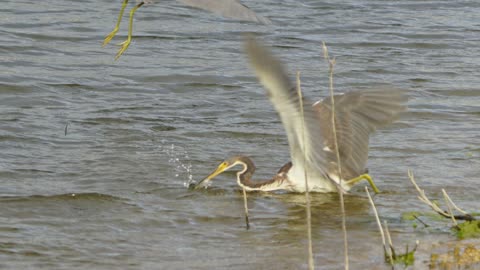 March 3, 2025: Abundance of minnows draws the wading birds back