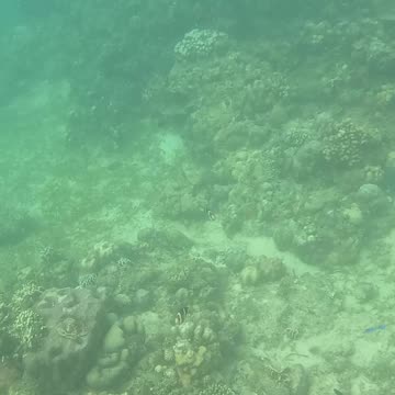 Morning Snorkeling