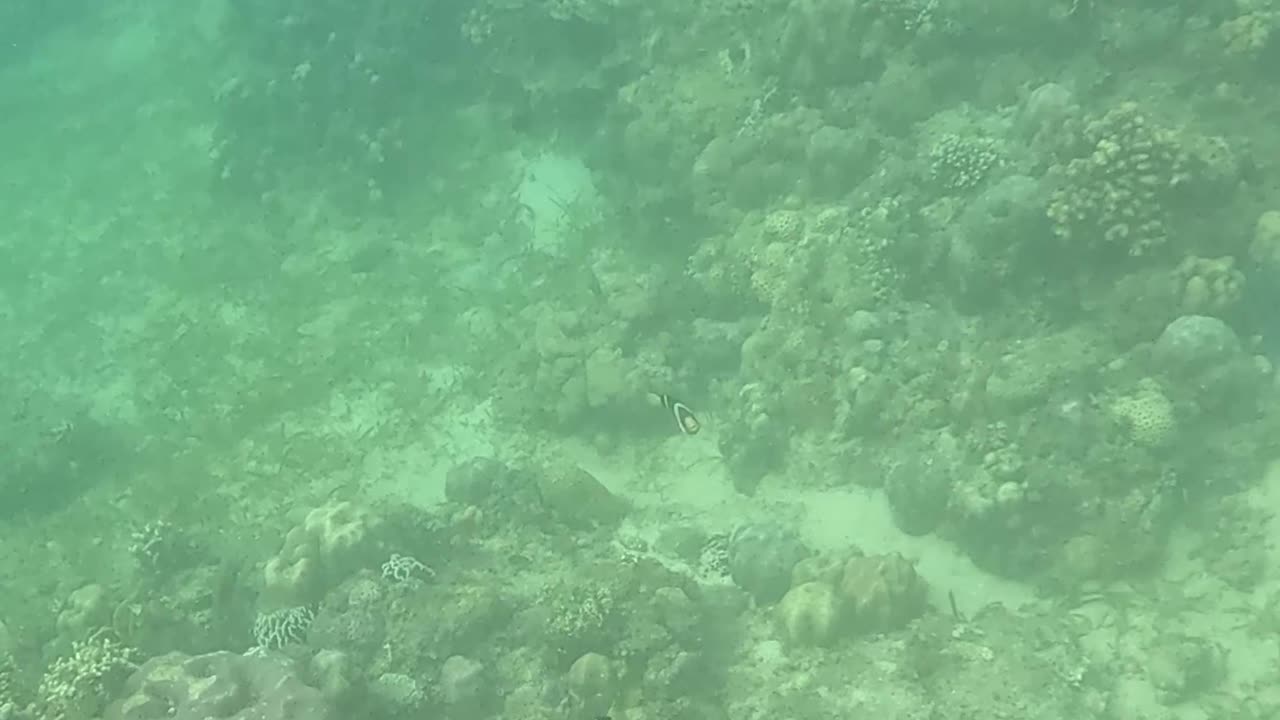 Morning Snorkeling