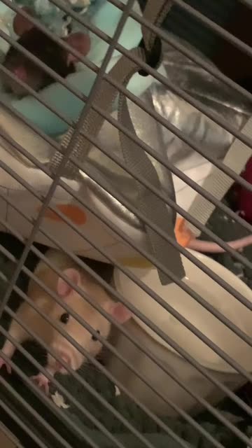 Enid and Wednesday Watch My Every Move 👀🐀