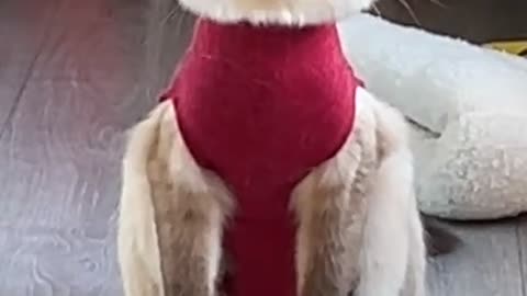 Surgery Suit Changes Cat's Silhouette