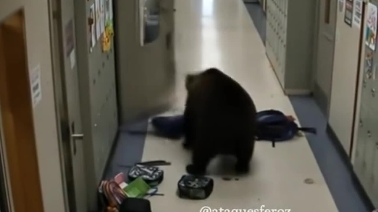 when bears go to school