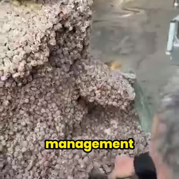 The Secret Behind Turkey’s Addictive Nuts!