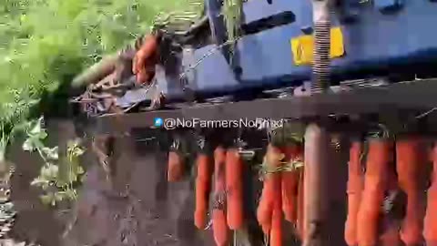 If the American agricultural industry continues to create agricultural breakthroughs like this