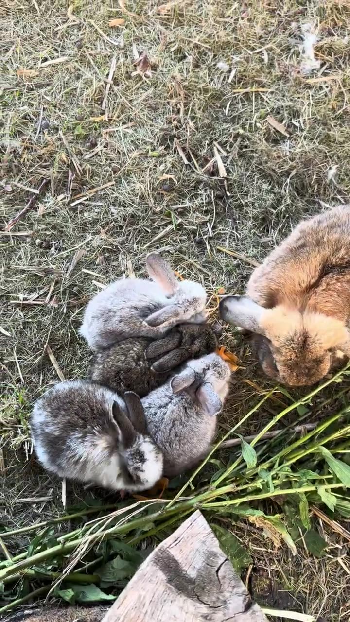 tre små kaniner och en melonskatt