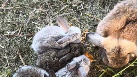 tre små kaniner och en melonskatt