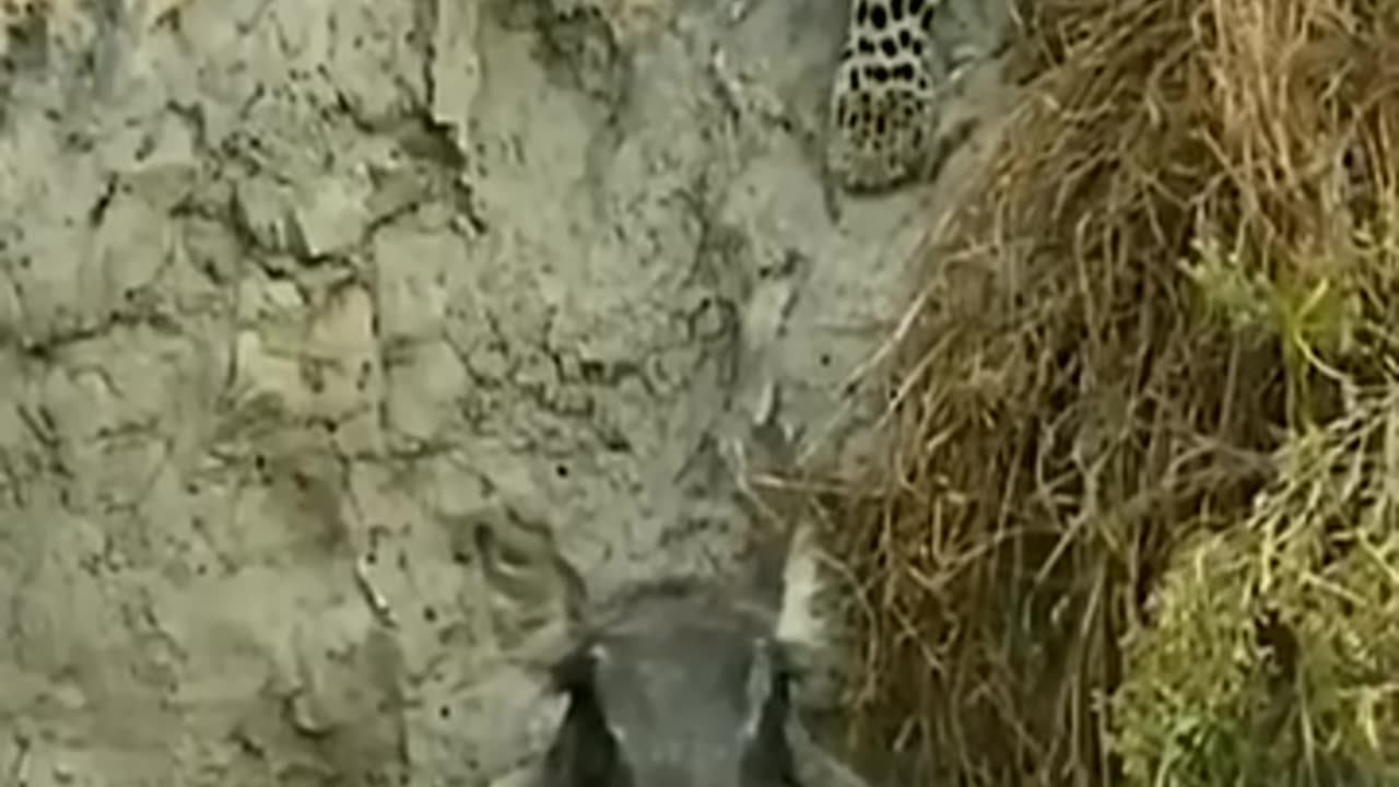 هذا الخنزير يستحق جائزة رمز البطولة_shorts