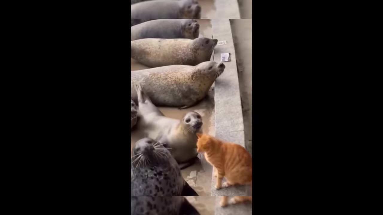 Funny cat