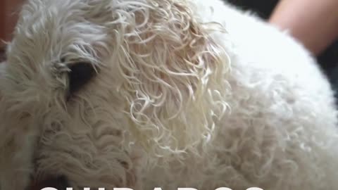 cuidados básicos em animais de companhia