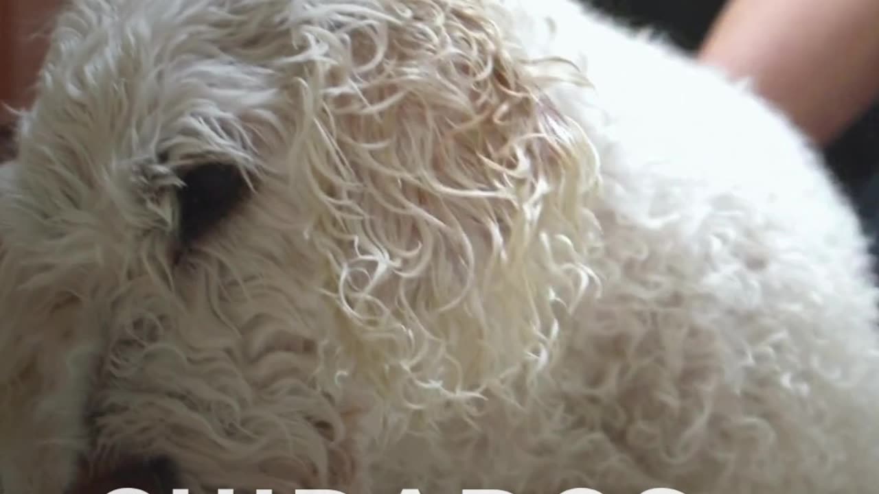 cuidados básicos em animais de companhia