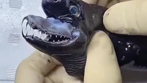 🧟‍♂️🐍 Jaws of a Viper Shark? The Most Bizarre Sea Creature Ever | TheHauntingHour