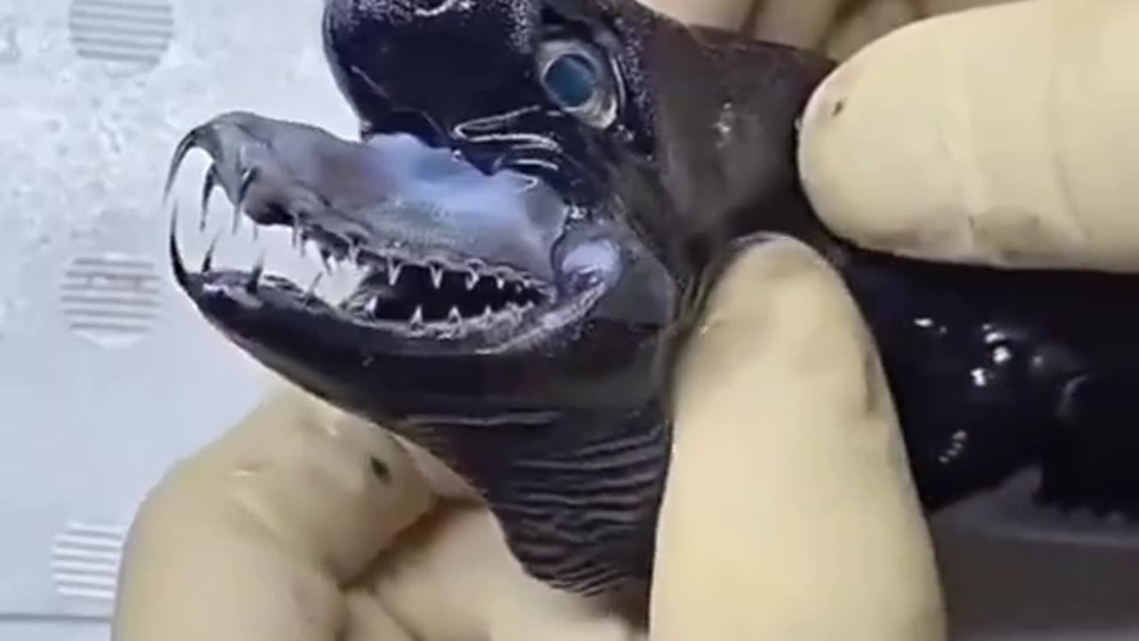 🧟♂️🐍 Jaws of a Viper Shark? The Most Bizarre Sea Creature Ever | TheHauntingHour