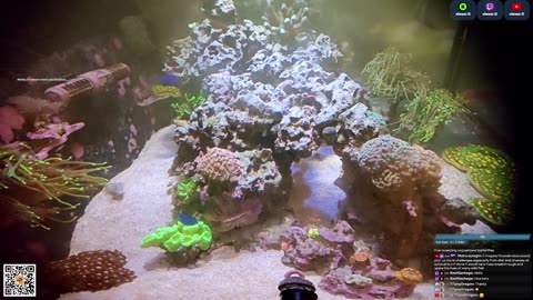 24/7 Real Live Reef Stream