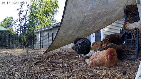 Chillaxin? Go Lay An Egg!