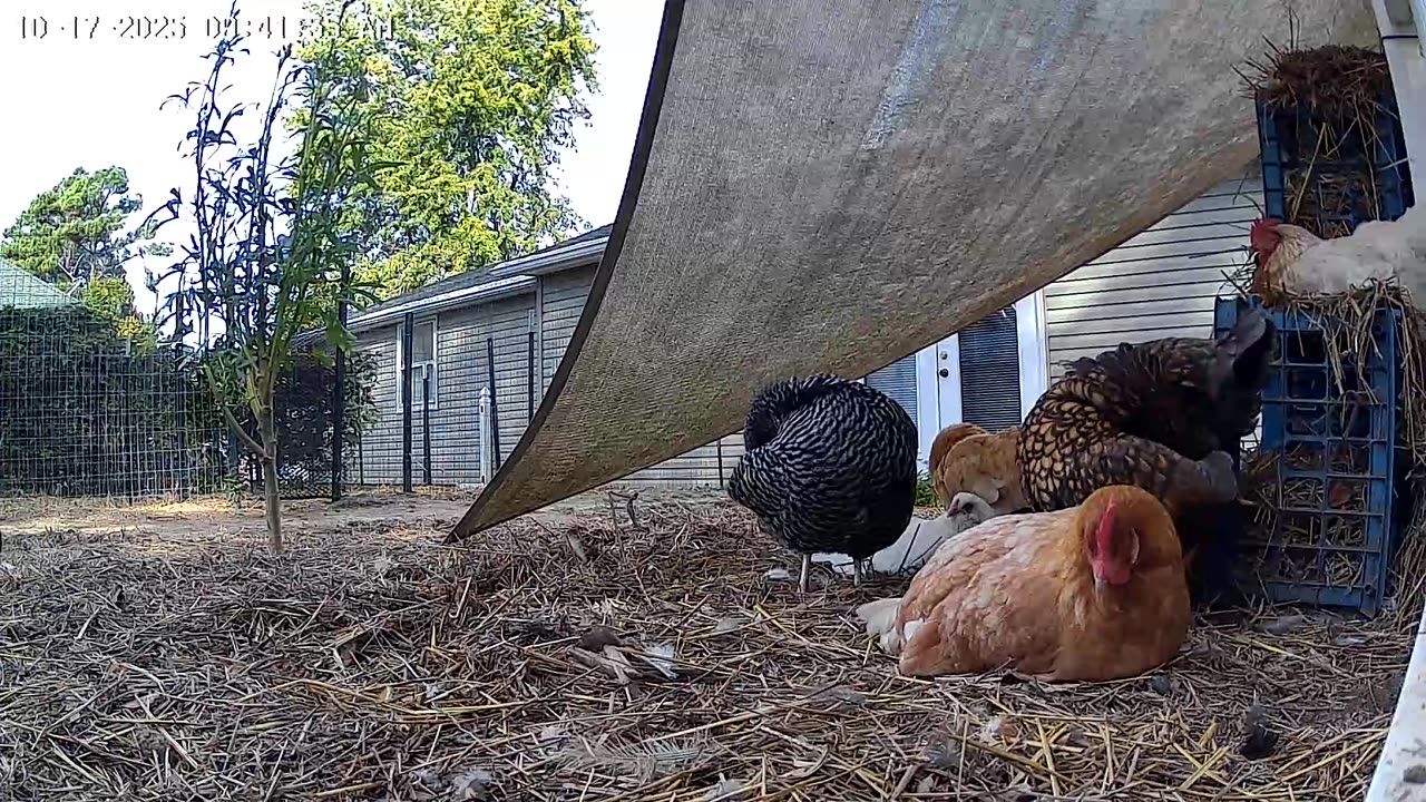 Chillaxin? Go Lay An Egg!