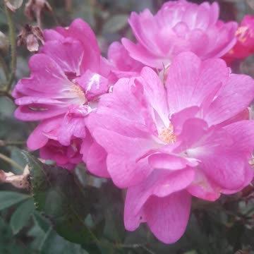 A close-knit team of Roses