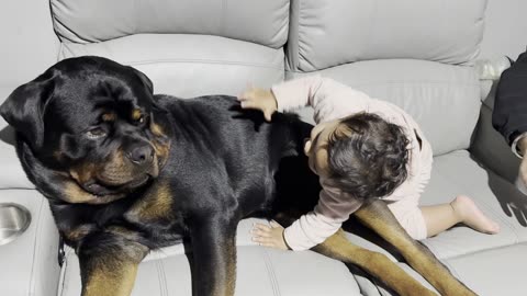 Toddler and Puppy Play on the Couch