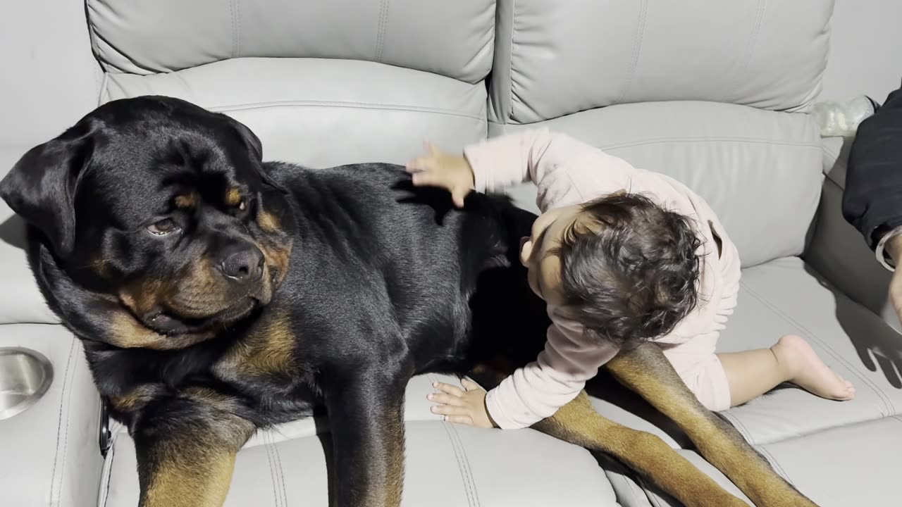 Toddler and Puppy Play on the Couch