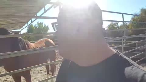 I'm A Winner 4 : New Additions To My Kingdom!!! (November 12, 2017)