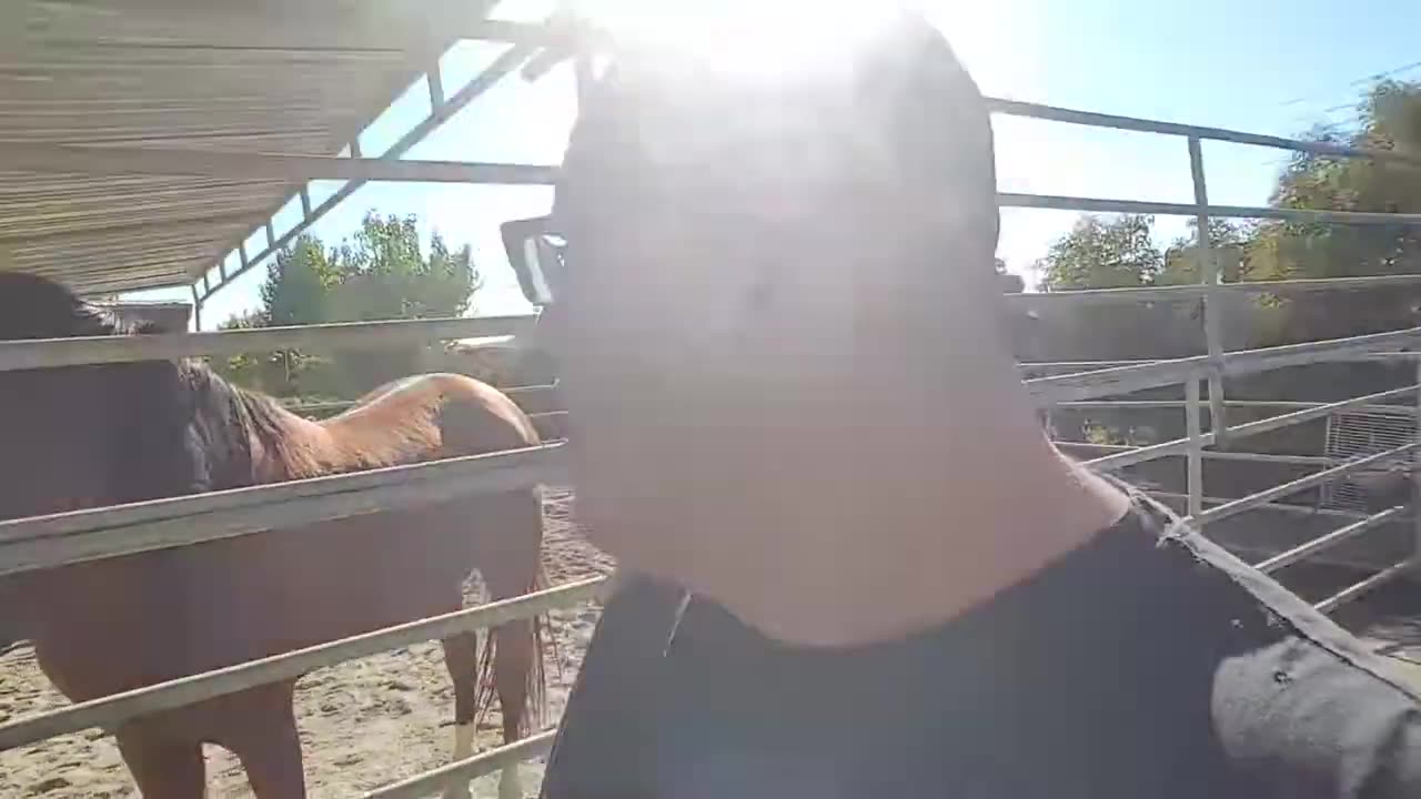 I'm A Winner 4 : New Additions To My Kingdom!!! (November 12, 2017)