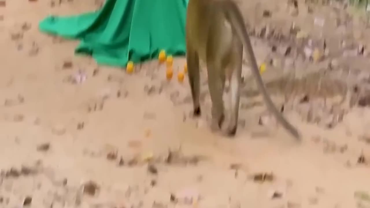 Funny animals