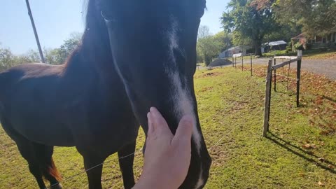 CARROTS FOR SPARKY