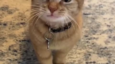 Talkative Cat