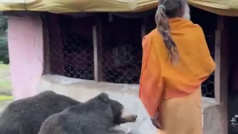 A monk feeding bears