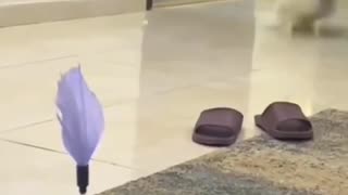 😂🏎️ You Won't Believe This Fast & Furious Animal Chase! | FunFM